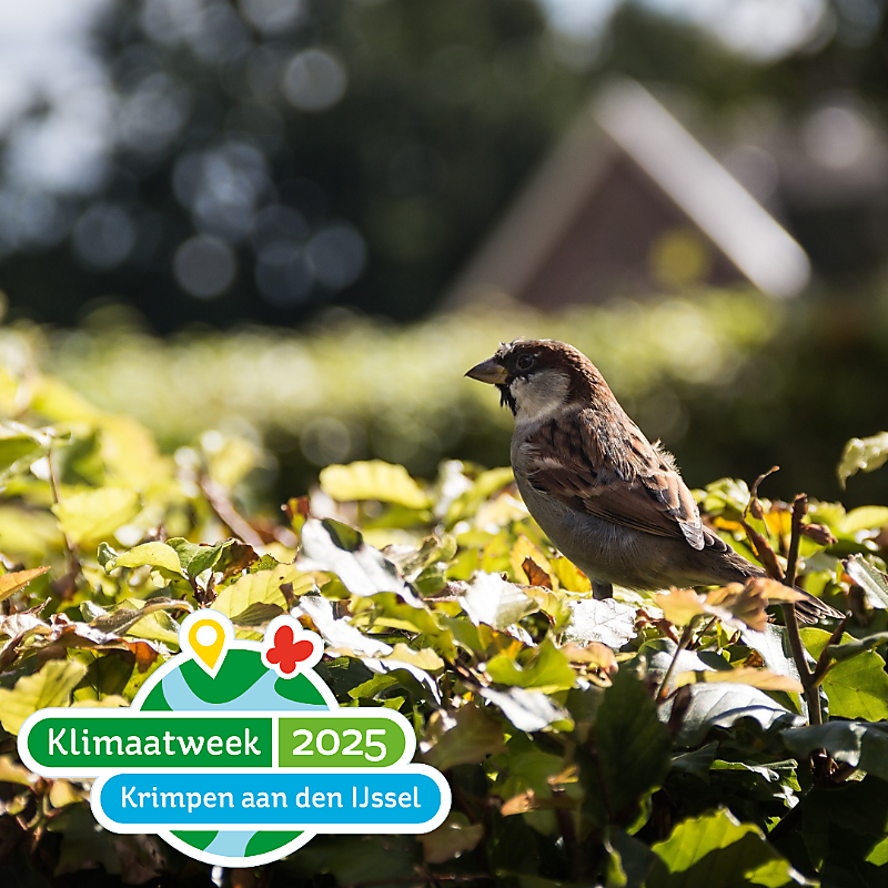  natuur, workshop 
